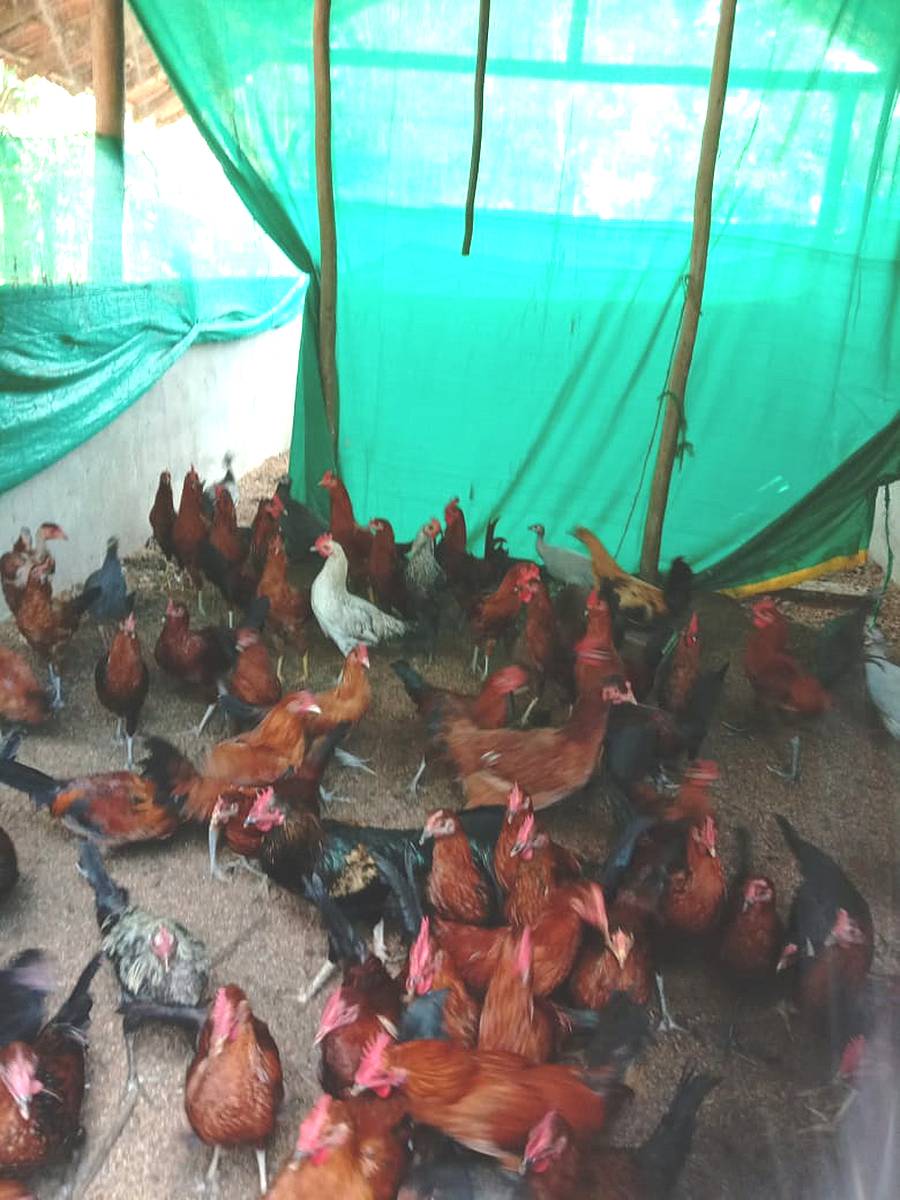 <div class="paragraphs"><p>ನರಸಿಂಹರಾಜಪುರ ತಾಲ್ಲೂಕು ಕಡಹಿನ ಬೈಲು ಗ್ರಾಮ ಪಂಚಾಯಿತಿ ಹಿರೇಬೀಸು ಗ್ರಾಮದಲ್ಲಿ ಮಥಾಯಿ ಅವರು ಸಾಕಾಣಿಕೆ ಮಾಡಿರುವ ನಾಟಿ ಕೋಳಿ</p></div>