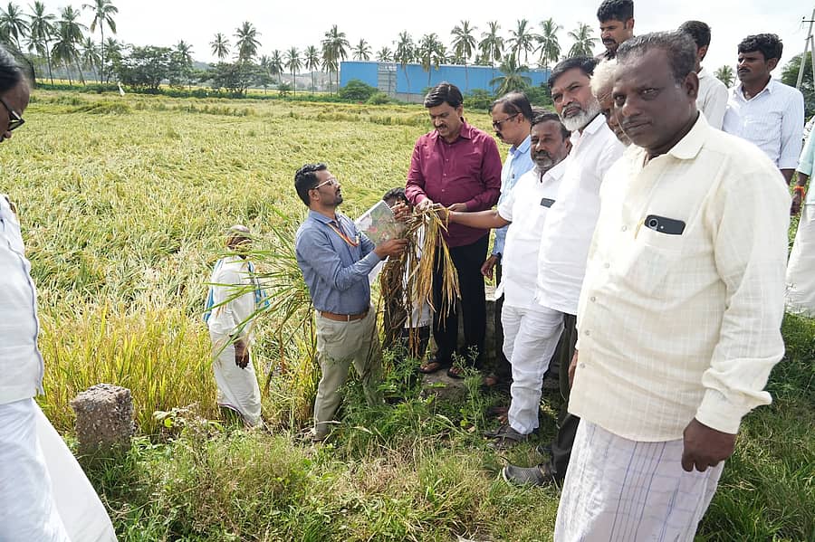 <div class="paragraphs"><p>ಗಂಗಾವತಿ ತಾಲ್ಲೂಕಿನ ಹಿರೇಜಂತಕಲ್, ಮಲ್ಲಾಪುರ ಭಾಗದಲ್ಲಿ ಹವಮಾನ ವೈಪರೀತ್ಯದಿಂದ ಹಾಳಾದ ಭತ್ತದ ಬೆಳೆಗಳ ಸ್ಥಳಕ್ಕೆ ಶಾಸಕ ಜಿ.ಜನಾರ್ದನರೆಡ್ಡಿ ಭೇಟಿ ನೀಡಿ, ಪರಿಶೀಲಿಸಿದರು.</p></div>