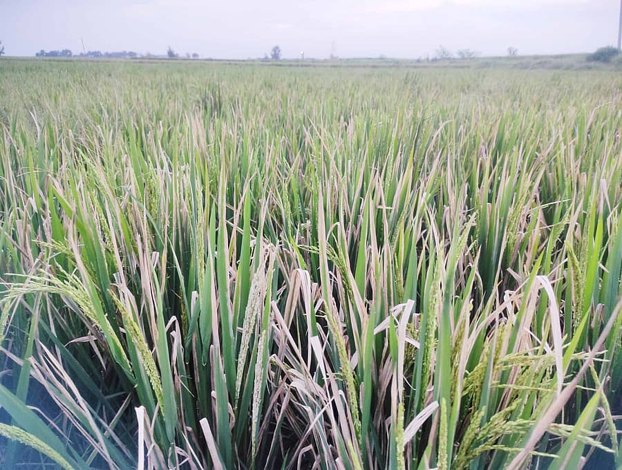 ಶಹಾಪುರ ತಾಲ್ಲೂಕಿನ ಹತ್ತಿಗೂಡೂರ ಗ್ರಾಮದ ಬಳಿ ಸುಂಕ ಕಟ್ಟುವ ಹಂತದಲ್ಲಿರುವ ಭತ್ತ ಬೆಳೆ