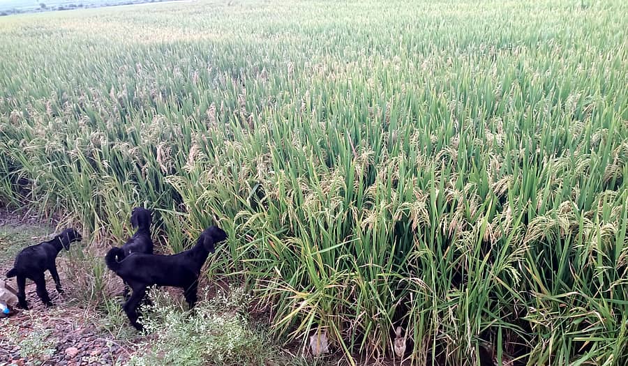 ಹುಣಸಗಿ ಪಟ್ಟಣದ ಹೊರ ವಲಯದಲ್ಲಿ ಮುಖ್ಯರಸ್ತೆಯ ಪಕ್ಕದಲ್ಲಯೇ ಹಸಿರಿನಿಂದ ಕಂಗೊಳಿಸುತ್ತಿರುವ ಭತ್ತದ ಗದ್ದೆ