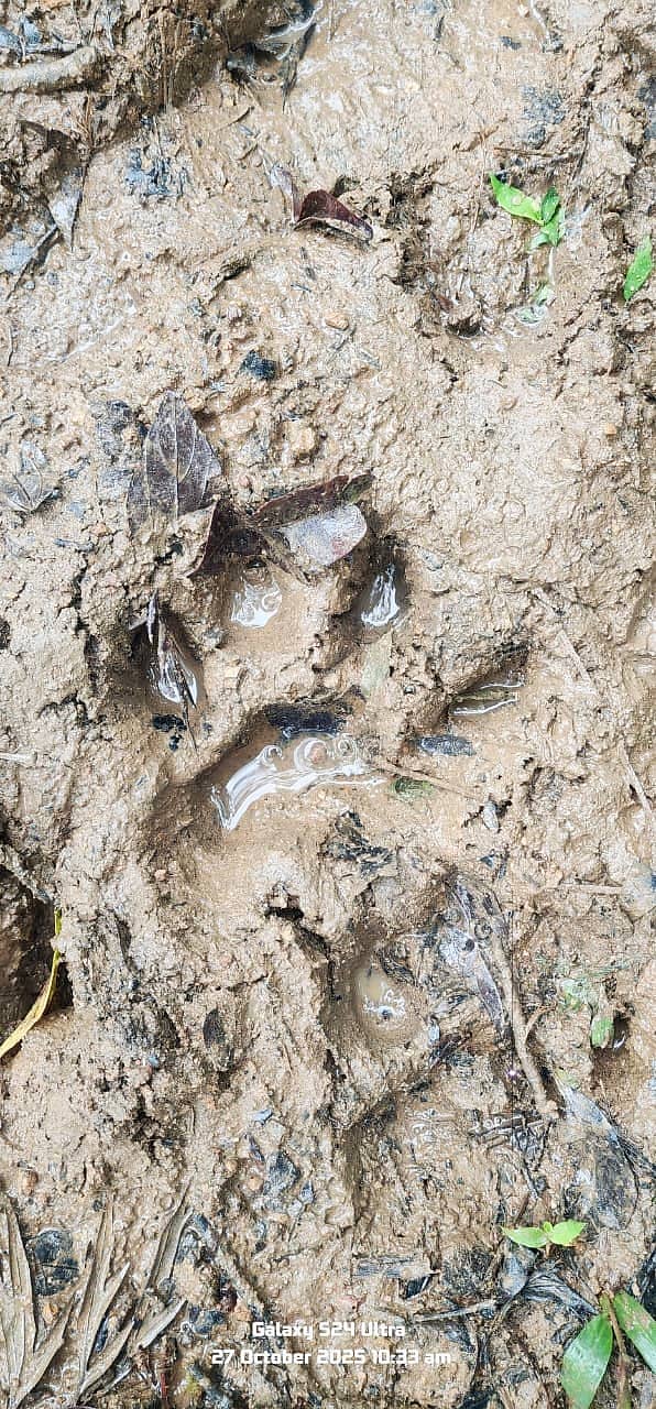 ಸುಂಟಿಕೊಪ್ಪ ಸಮೀಪದ ಕೆದಕಲ್ ಗ್ರಾಮ ಪಂಚಾಯಿತಿ ವ್ಯಾಪ್ತಿಯ ಹೊರೂರು ಗ್ರಾಮದಲ್ಲಿ ಕಂಡುಬಂದ ಹುಲಿಯ ಹೆಜ್ಜೆ ಗುರುತು‌.