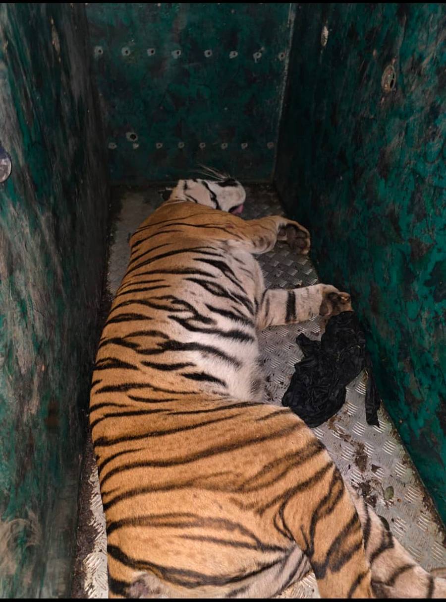 ಹೆಡಿಯಾಲ ಉಪ ವಿಭಾಗದ ವ್ಯಾಪ್ತಿಯ ಅಂಜನಾಪುರ ಗ್ರಾಮದಲ್ಲಿ ಮಂಗಳವಾರ ರಾತ್ರಿ ಸೆರೆಯಾದ ಹುಲಿ