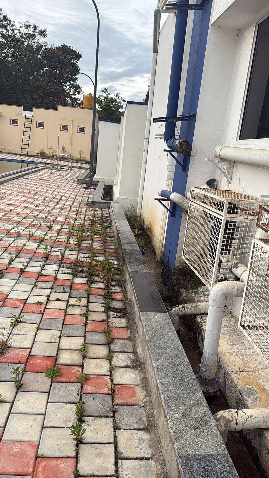 ಈಜುಕೊಳದ ಪಕ್ಕದ ಗೋಡೆಗಳಲ್ಲಿ ಪಾಚಿಗಟ್ಟಿರುವುದು