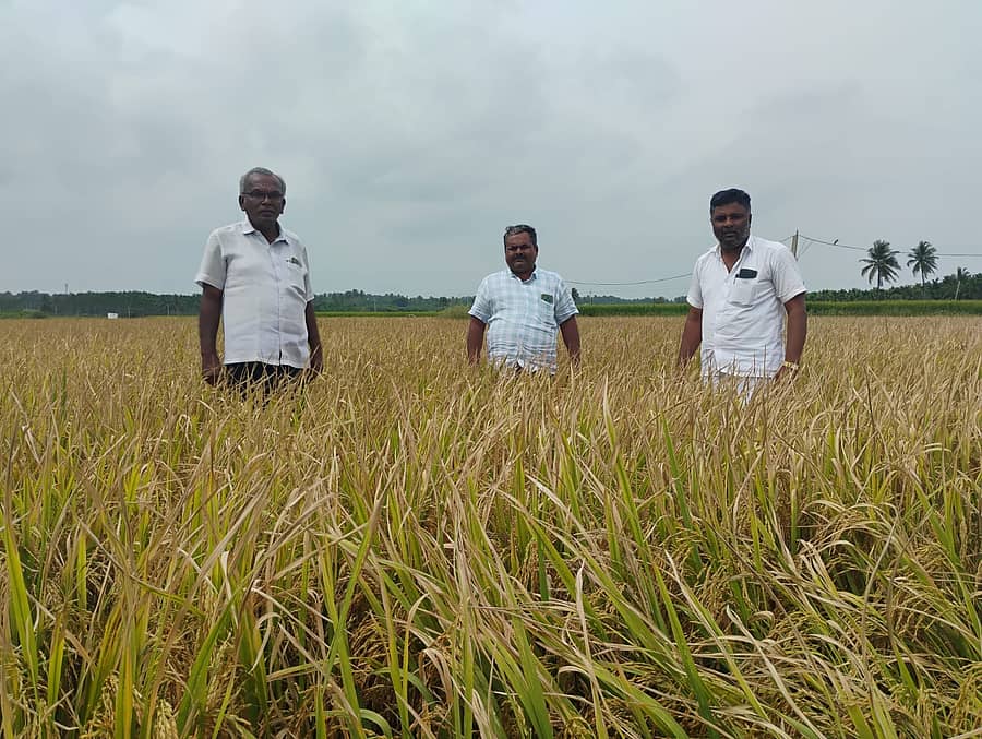 ದಾವಣಗೆರೆ ತಾಲ್ಲೂಕಿನ ಆರನೇಕಲ್ಲು ಗ್ರಾಮದ ಬಳಿ ಕಟಾವಿಗೆ ಬಂದಿರುವ ಭತ್ತದ ಬೆಳೆಯಲ್ಲಿ ರೈತರು ನಿಂತಿರುವುದು