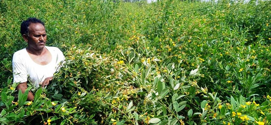 ಕುಷ್ಟಗಿ ತಾಲ್ಲೂಕಿನ ನೆರೆಬೆಂಚಿ ಬಳಿಯ ರೈತ ಹನುಮಂತ ಅವರ ಹೊಲದಲ್ಲಿ ತೊಗರಿ ಸಮೃದ್ಧವಾಗಿ ಬೆಳೆದಿರುವುದು