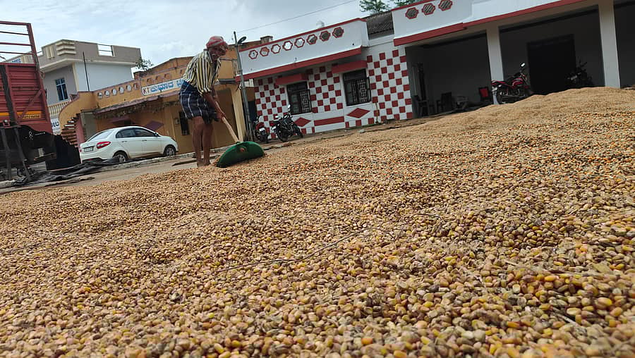 ಹಾವೇರಿ ಜಿಲ್ಲೆಯ ಸವಣೂರು ಎಪಿಎಂಸಿ ಮಾರುಕಟ್ಟೆಯಲ್ಲಿ ಒಣಗಲು ಹಾಕಿದ್ದ ಮೆಕ್ಕೆಜೋಳದ ಕಾಳುಗಳು ಮಳೆಯಿಂದಾಗಿ ಕೊಳೆಯುತ್ತಿದ್ದು, ಅವುಗಳನ್ನು ರೈತರು ಬಿಸಿಲಿನ ನಿರೀಕ್ಷೆಯಲ್ಲಿ ಮಂಗಳವಾರ ಬೆಳಿಗ್ಗೆ ಒಣಗಲು ಹಾಕಿದರು