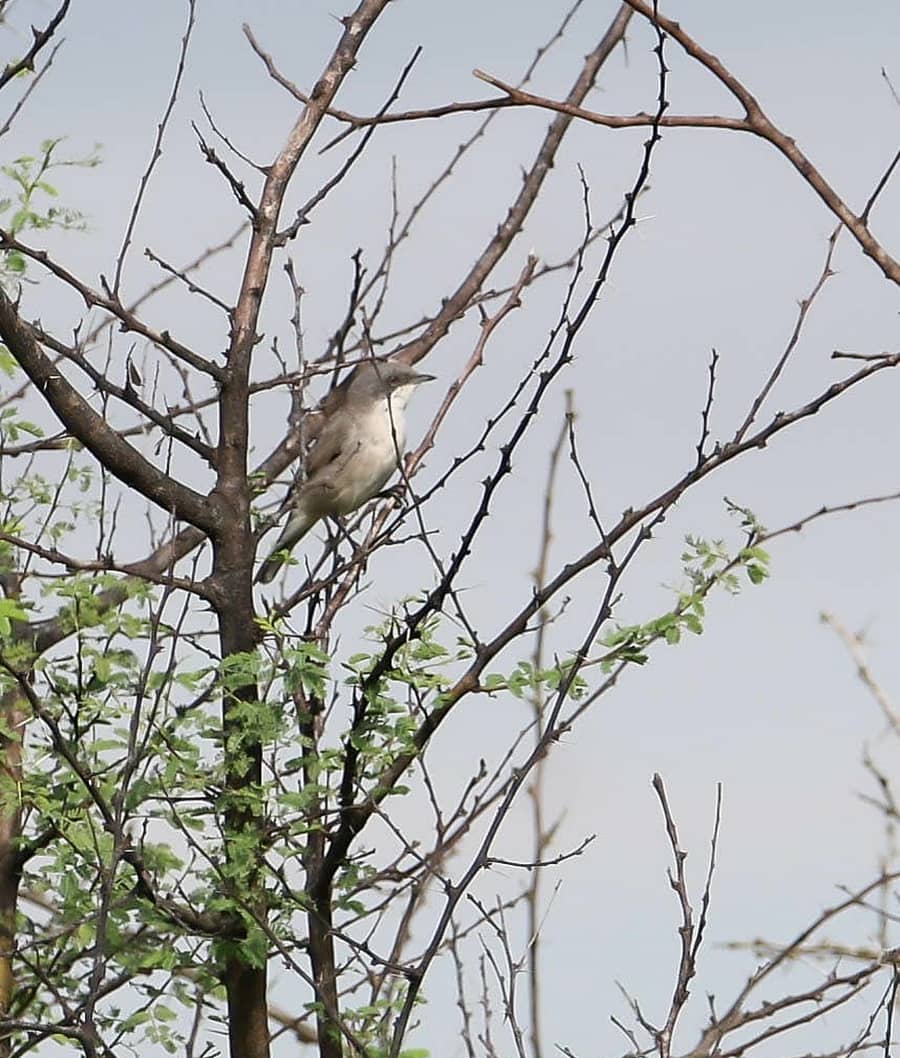 ಓಲ್ಡ್ ವರ್ಡ್ ವಾಬ್ಲರ್ ಹಕ್ಕಿ
