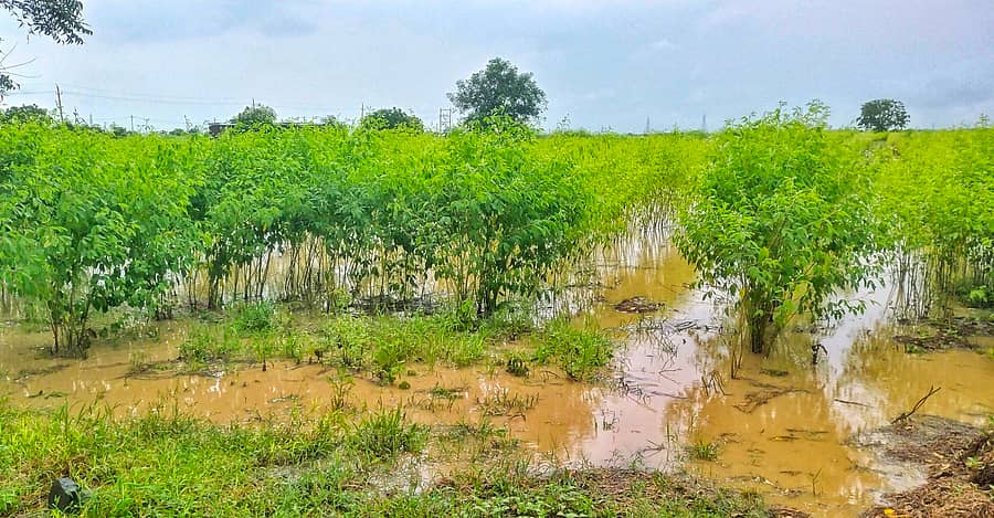 ಹುಲಸೂರ ತಾಲ್ಲೂಕಿನ ಸಮೀಪದ ಸೋಲದಾಪಕ ಗ್ರಾಮದ ಹೊಲವೊಂದರಲ್ಲಿ ನಿಂತ ನೀರು