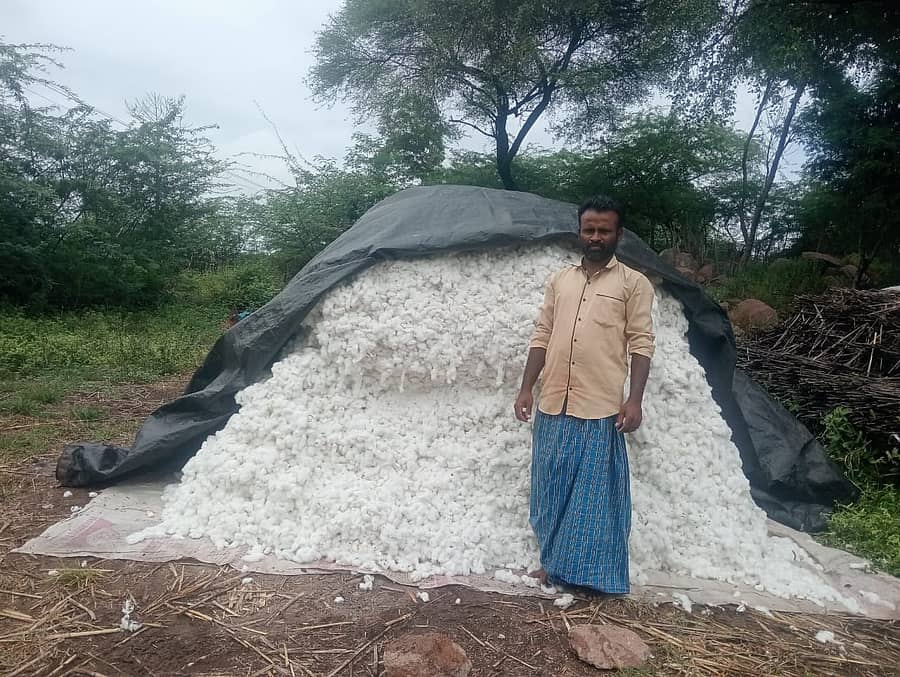 ಹಟ್ಟಿ ಚಿನ್ನದ ಗಣಿ ಸಮೀಪದ ಗೌಡೂರು ಗ್ರಾಮದ ರೈತ ಹತ್ತಿ ಖರೀದಿ ಕೇಂದ್ರವಿಲ್ಲದೆ ಸಂಗ್ರಹಿಸಿ ಇಟ್ಟಿರುವುದು.