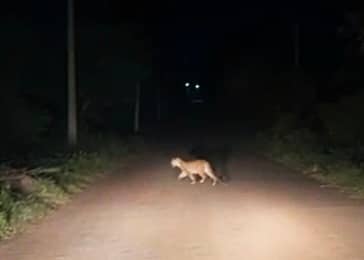 ಮಾಗಡಿ ತಾಲ್ಲೂಕಿನ ಚಕ್ರಬಾವಿ ಮುಖ್ಯರಸ್ತೆಯಲ್ಲಿ ಮಂಗಳವಾರ ರಾತ್ರಿ ಸಂಚರಿಸಿರುವ ಚಿರತೆ ದೃಶ್ಯ