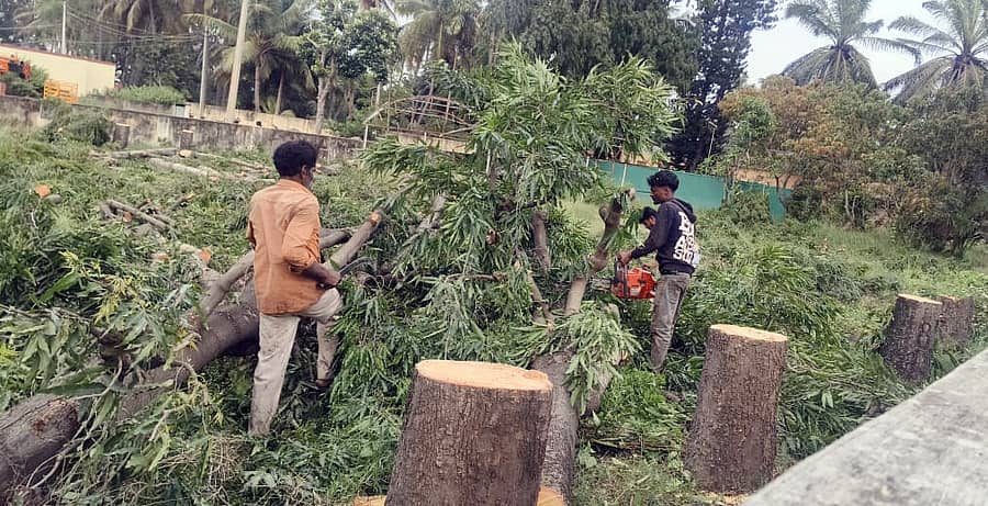 ಶ್ರೀರಂಗಪಟ್ಟಣ ತೋಟಗಾರಿಕೆ ಇಲಾಖೆ ಕಚೇರಿ ಆವರಣದಲ್ಲಿ ಬೆಳೆದಿದ್ದ ಅಶೋಕ ಮರಗಳನ್ನು ಬುಧವಾರ ಕಡಿಯಲಾಯಿತು