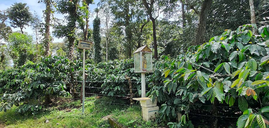 ಚಿಕ್ಕಮಗಳೂರು ಜಿಲ್ಲೆಯ ಮೂಡಿಗೆರೆ ತಾಲ್ಲೂಕಿನ ಸಾರುಗೋಡು ಮೀಸಲು ಅರಣ್ಯದ ಸಂತ್ರಸ್ತರಿಗೆ ಬಾಳೂರು ಹೋಬಳಿ ಹಾದಿಓಣಿ ಬಳಿ ನಿವೇಶನಕ್ಕೆ ನೀಡಿರುವ ಜಾಗ