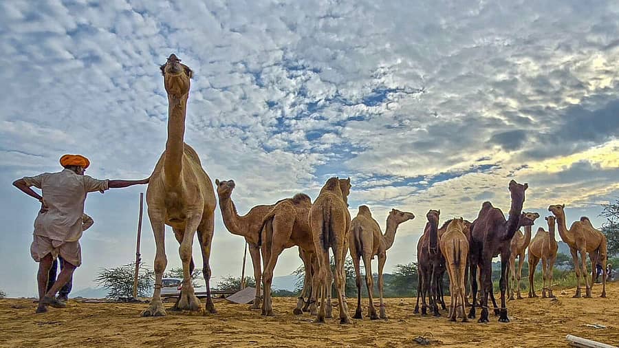 <div class="paragraphs"><p>ರಾಜಸ್ಥಾನದ ಪುಷ್ಕರ್ ನಗರದಲ್ಲಿ ಅ.30ರಿಂದ ಆರಂಭವಾಗುವ ಜಾನುವಾರು ಮೇಳಕ್ಕೆ ಆಗಮಿಸಿದ ಒಂಟೆಗಳು</p></div>