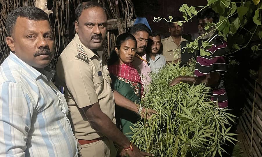 ಶ್ರೀರಂಗಪಟ್ಟಣ ತಾಲ್ಲೂಕಿನ ಶ್ರೀನಿವಾಸ ಅಗ್ರಹಾರ ಗ್ರಾಮದಲ್ಲಿ ಮನೆಯ ಮುಂದೆ ಬೆಳೆದಿದ್ದ ನಿಷೇಧಿತ ಗಾಂಜಾ ಗಿಡಗಳನ್ನು ಅಧಿಕಾರಿಗಳ ತಂಡ ಬುಧವಾರ ರಾತ್ರಿ ವಶಪಡಿಸಿಕೊಂಡಿದೆ