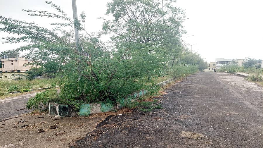 ಚಿಂಚೋಳಿ ಪುರಸಭೆ ವ್ಯಾಪ್ತಿಯ ಚಂದಾಪುರದ ಬಸವ ನಗರದಲ್ಲಿ 80 ಅಡಿ ಅಗಲದ ರಸ್ತೆಯ ಮಧ್ಯೆ ವಿಭಜಕದಲ್ಲಿ ಮುಳ್ಳುಕಂಟಿಗಳು ಬೆಳೆದು ಅಂದಗೆಡಿಸಿರುವುದು