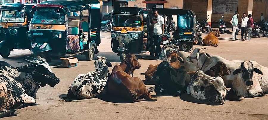 ಕಾಳಗಿ ಹಳೆ ಬಸ್ ನಿಲ್ದಾಣದಲ್ಲಿ ಮಂಗಳವಾರ ರಾತ್ರಿ ಬಿಡಾಡಿ ದನಗಳು ಕಂಡುಬಂದವು
