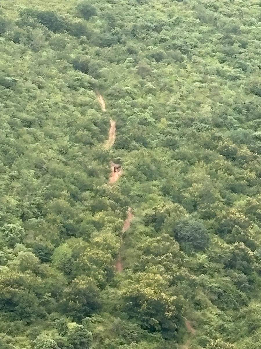 ಶಾಂತಿಪುರ ವ್ಯಾಪ್ತಿಯ ಅರಣ್ಯ