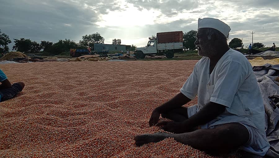 ಮೆಕ್ಕೆಜೋಳ ಸ್ವಚ್ಛಗೊಳಿಸುತ್ತಿರುವ ರೈತ