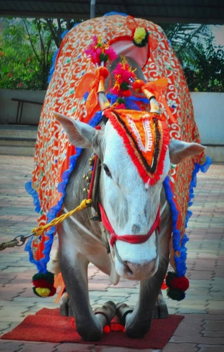 ಮೂಕಪ್ಪಜ್ಜ ಎತ್ತು