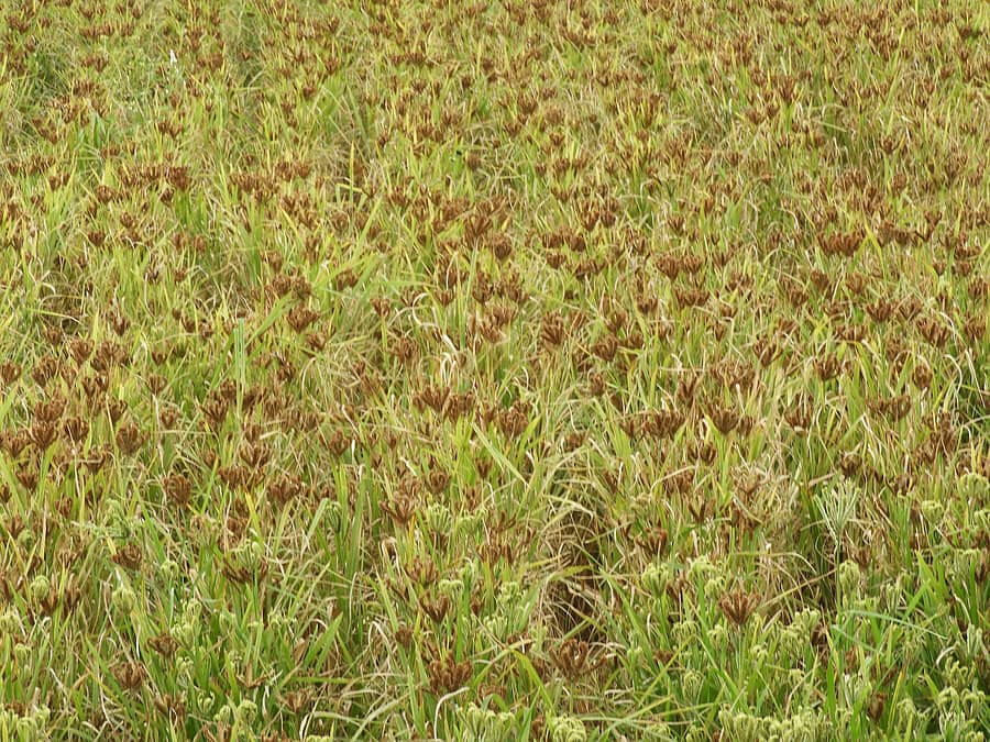 ಶ್ರವಣಬೆಳಗೊಳ ಹೋಬಳಿಯ ನಾಗಯ್ಯನಕೊಪ್ಪಲು ಗ್ರಾಮದ ರೈತರಾದ ಚಿಕ್ಕೀರಯ್ಯರ ಜಮೀನಿನಲ್ಲಿ ಹುಲುಸಾಗಿ ಬೆಳೆದ ರಾಗಿ ಬೆಳೆ
