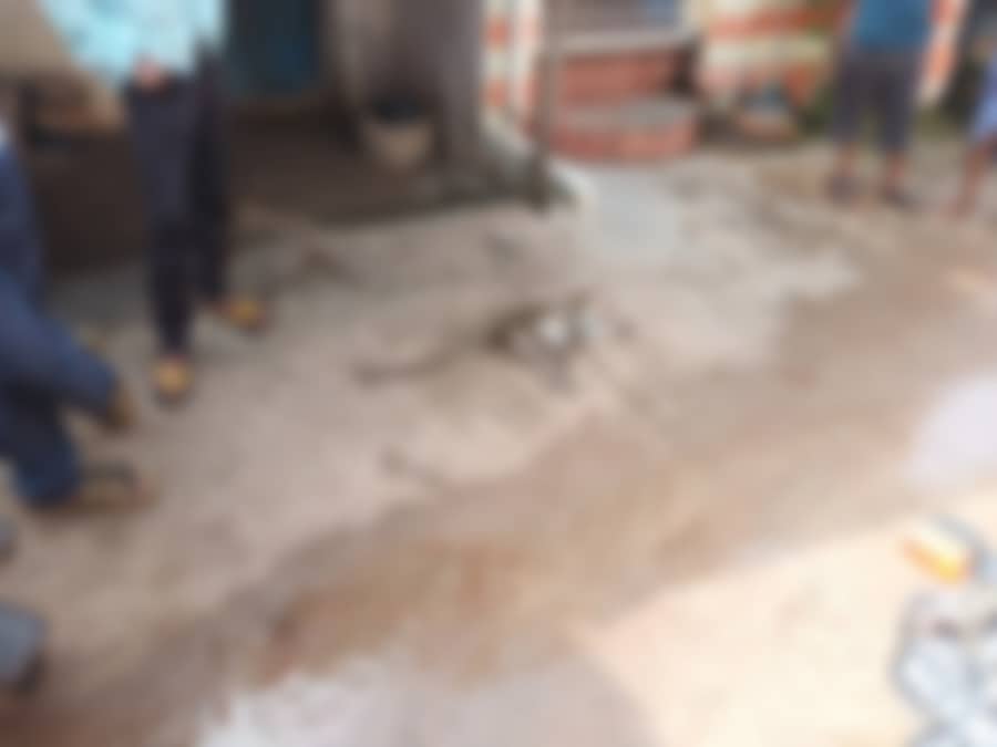 <div class="paragraphs"><p>ಬಾದಾಮಿ ಮೇಣಬಸದಿ ರಸ್ತೆಯಲ್ಲಿ ಕೋತಿಯೊಂದು ಮೃತಪಟ್ಟಿರುವುದು.</p></div>