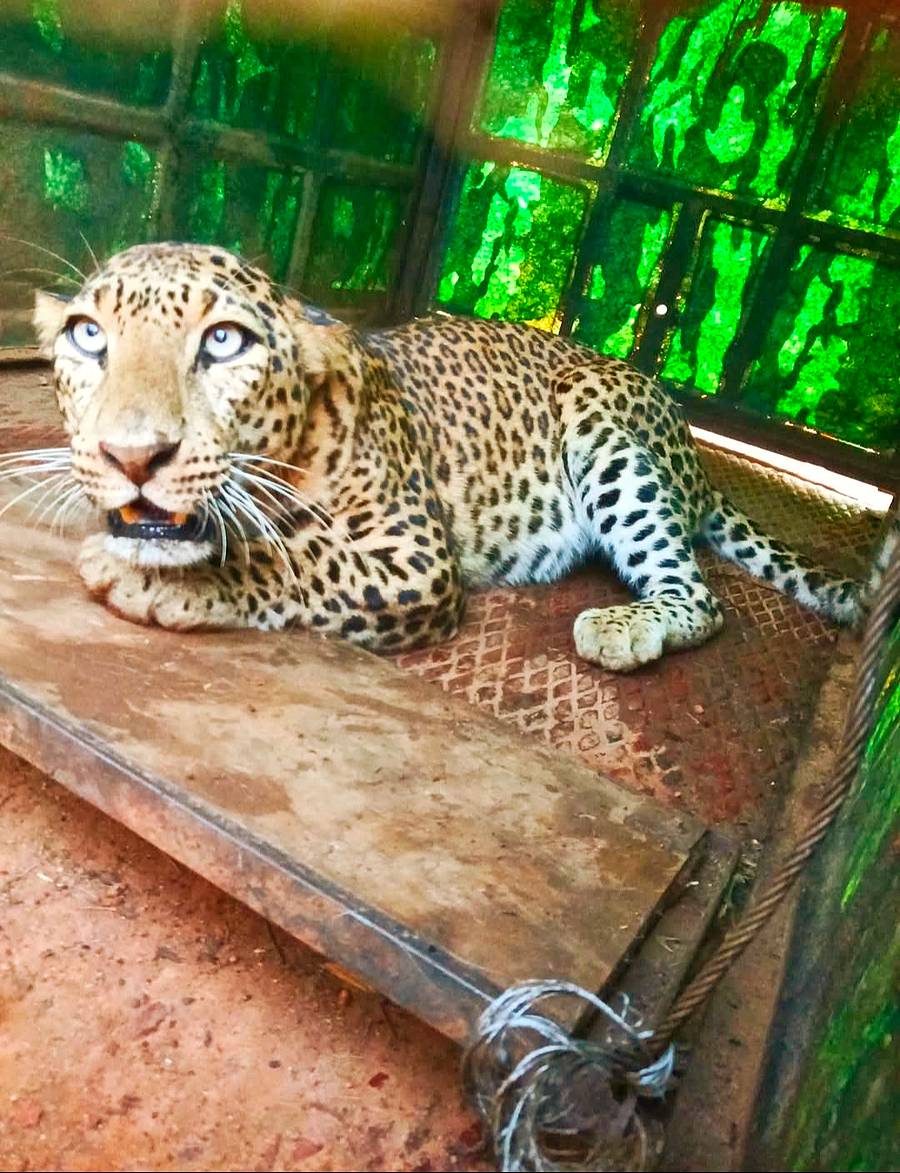 <div class="paragraphs"><p>ಮಾಗಡಿ ತಾಲ್ಲೂಕಿನ ಚಕ್ರಬಾವಿ ಗ್ರಾಮದ ನರಸಿಂಹಮೂರ್ತಿರವರ ತೋಟದಲ್ಲಿ ಅರಣ್ಯ ಇಲಾಖೆ ಇರಿಸಿದ್ದ ಬೋನಿಗೆ ಹೆಣ್ಣು ಚಿರತೆ ಸೆರೆಯಾಗಿವುದು.</p></div>