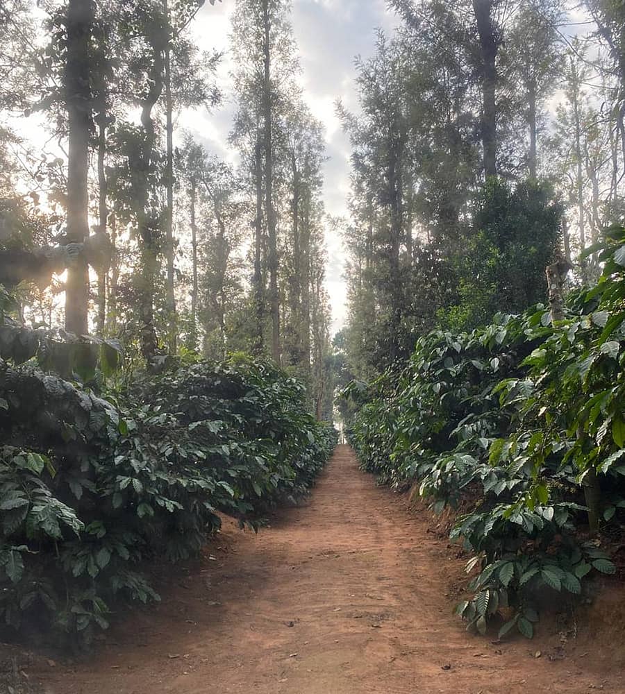 ಪ್ರೇಮಾ ಗಣೇಶ್ ಅವರ ತೋಟ