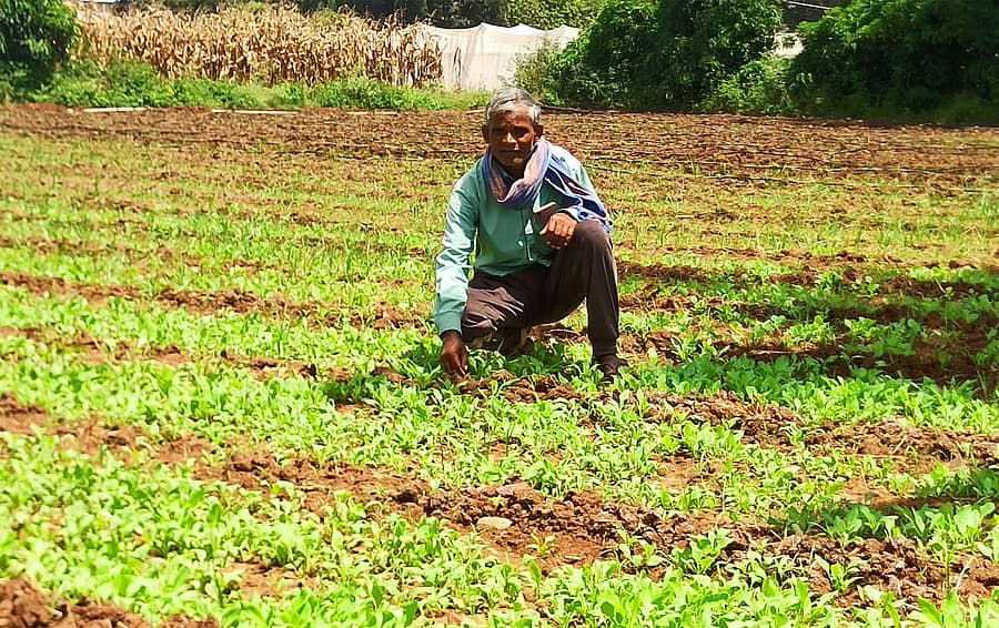 ರಾಣೆಬೆನ್ನೂರು ತಾಲ್ಲೂಕಿನ ಆಲದಕಟ್ಟಿ ಗ್ರಾಮದ ರೈತ ಸುರೇಶ ಎಂ. ಕುಪ್ಪೇಲೂರು ತಮ್ಮ ಜಮೀನಿನಲ್ಲಿ ಸಾವಯವ ಕೃಷಿಯಿಂದ ವಿವಿಧ ಬಗೆಯ ಸೊಪ್ಪು.