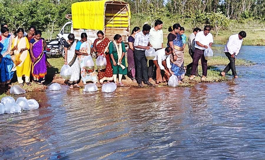 ಸಂಡೂರು ತಾಲ್ಲೂಕಿನ ಚೋರುನೂರು ಗ್ರಾಮ ಪಂಚಾಯಿತಿ ವ್ಯಾಪ್ತಿಯ ರಾಜನಹಳ್ಳಿ ಕೆರೆಗೆ ಮಸ್ತ್ಯ ಸಂಜೀವಿನಿ ಯೋಜನೆಯಡಿಯಲ್ಲಿ ಶುಕ್ರವಾರ ಲಕ್ಷಕ್ಕೂ ಅಧಿಕ ಮರಿ ಮೀನುಗಳನ್ನು ಬಿಡಲಾಯಿತು