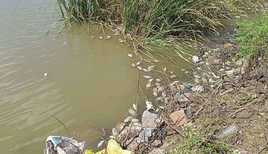 ಮುದಗಲ್ ಪಟ್ಟಣದ ಸೋಮವಾರಪೇಟೆ ಕೆರೆಯಲ್ಲಿ ಮೀನುಗಳು ಸಾವನ್ನಪ್ಪಿರುವುದು