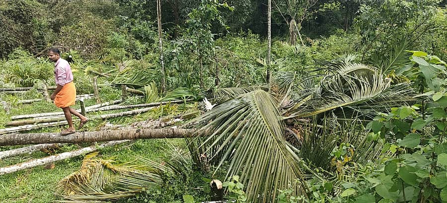 ಮಲವಂತಿಗೆ ಗ್ರಾಮದಲ್ಲಿ ಪಿ.ಟಿ.ಜೋಸೆಫ್‌ ಕುಟುಂಬ ಬೆಳೆಸಿದ್ದ ತೆಂಗಿನ ಮರಗಳನ್ನು ಕಡಿದು ಹಾಕಿರುವುದು