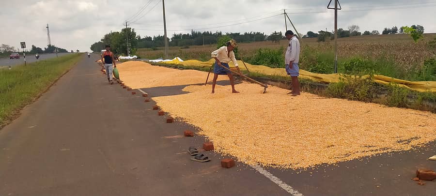 ದುಂಡಶಿ ಹೋಬಳಿಯ ರೈತರು ಗೋವಿನ ಜೋಳ ಒಣಗಿಸುತ್ತಿರುವುದು..
