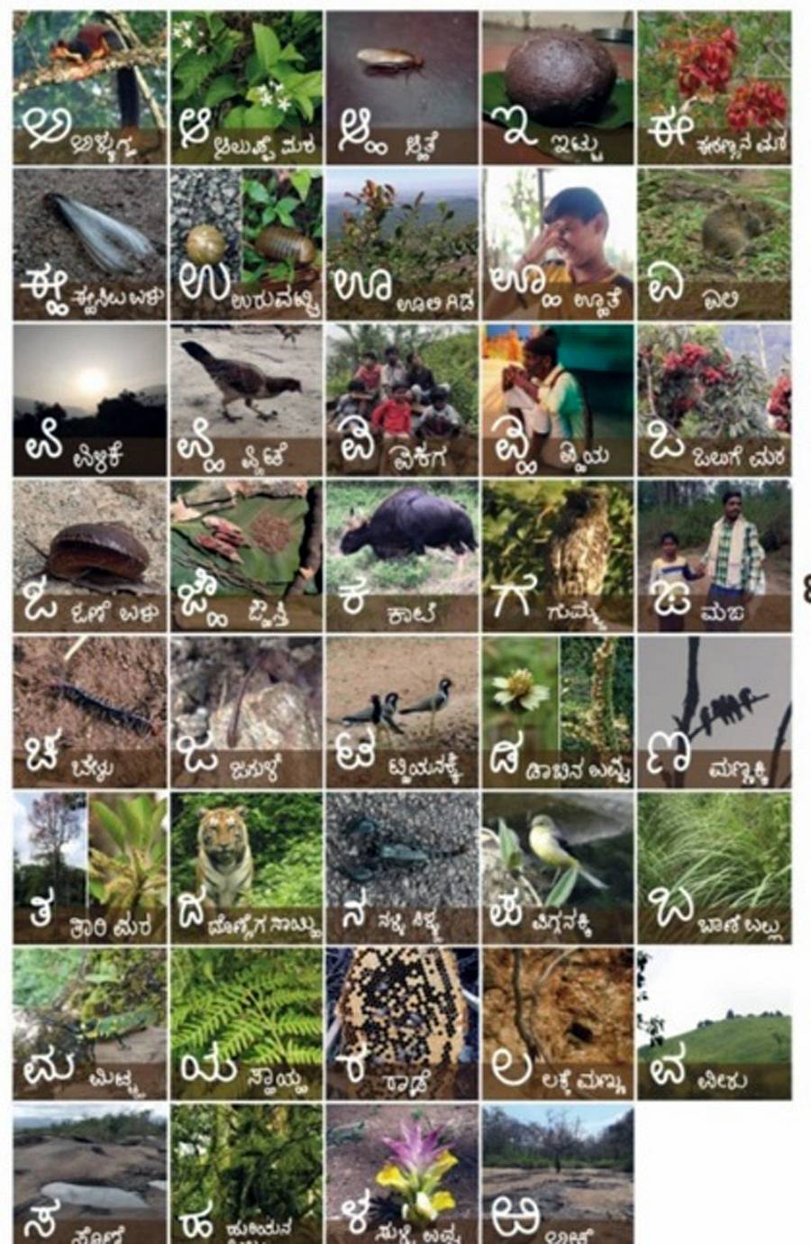 ಕನ್ನಡ ಭಾಷೆ ಬಳಸಿ ರಚಿಸಿದ ಸೋಲಿಗರ ನುಡಿಯ ವರ್ಣಮಾಲೆ ಪಟ

