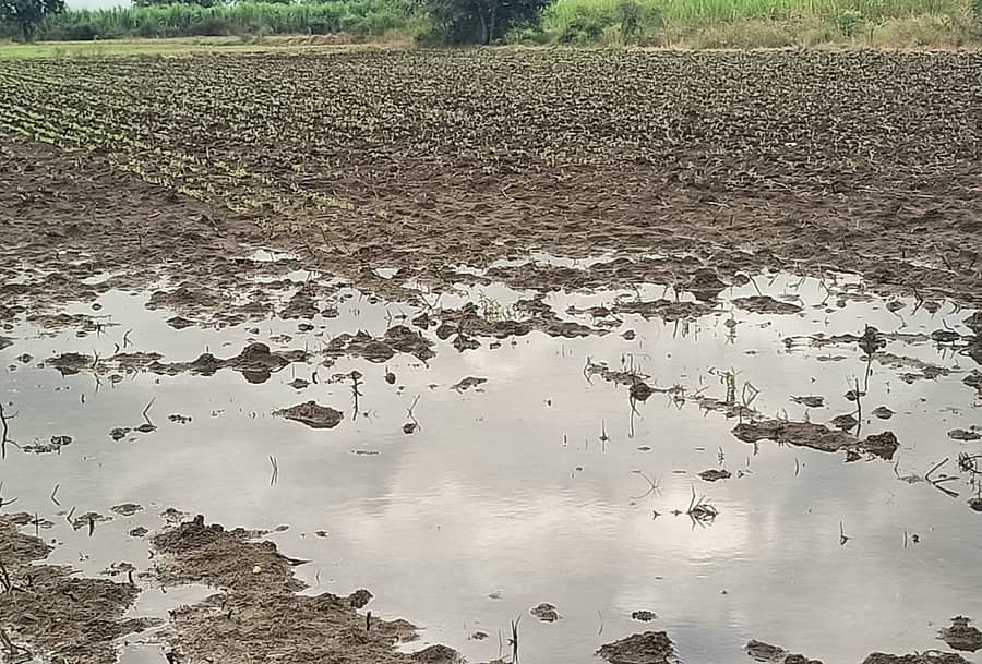 ಭಾಲ್ಕಿ ತಾಲ್ಲೂಕಿನ ಹೊಲವೊಂದರಲ್ಲಿ ಹಿಂಗಾರು ಬೆಳೆ ಬಿತ್ತನೆ ಮಾಡಿದ ನಂತರ ಸುರಿದ ಮಳೆಯಿಂದಾಗಿ ಬೆಳೆ ಹಾಳಾಗಿರುವುದು