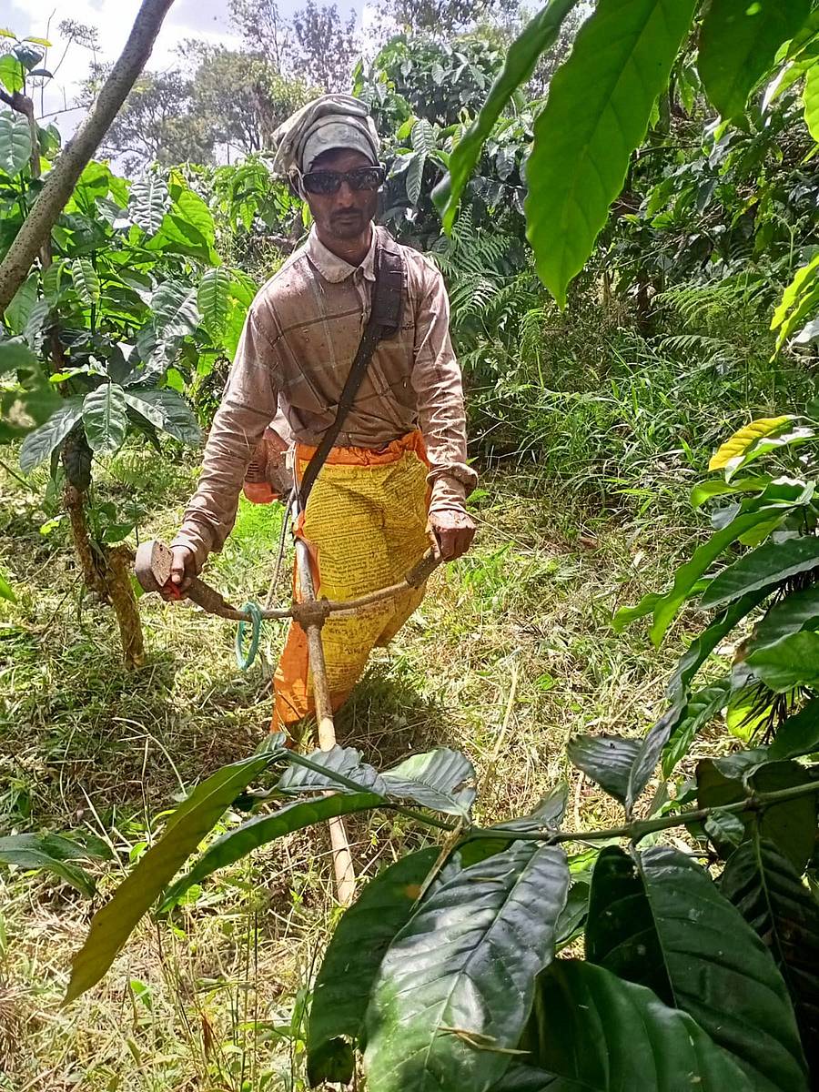 ನಾಪೋಕ್ಲು ಹೊರವಲಯದ ತೋಟವೊಂದರಲ್ಲಿ ಕಳೆ ಕೊಚ್ಚುವ ಯಂತ್ರ ಬಳಸಿ ಕಳೆ ನಿರ್ಮೂಲನೆ ಮಾಡುತ್ತಿರುವ ಕಾರ್ಮಿಕ.