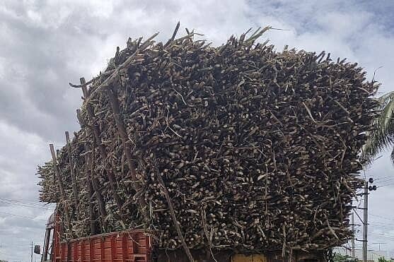 <div class="paragraphs"><p>ಕಬ್ಬು </p></div>