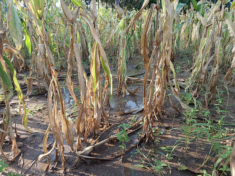 ದಾವಣಗೆರೆ ಜಿಲ್ಲೆ ಚನ್ನಗಿರಿ ತಾಲ್ಲೂಕಿನ ಸಂತೇಬೆನ್ನೂರು ಬಳಿ ಮೆಕ್ಕೆಜೋಳದ ಜಮೀನೊಂದರಲ್ಲಿ ನಿಂತಿದ್ದ ಮಳೆ ನೀರು (ಸಂಗ್ರಹ ಚಿತ್ರ)