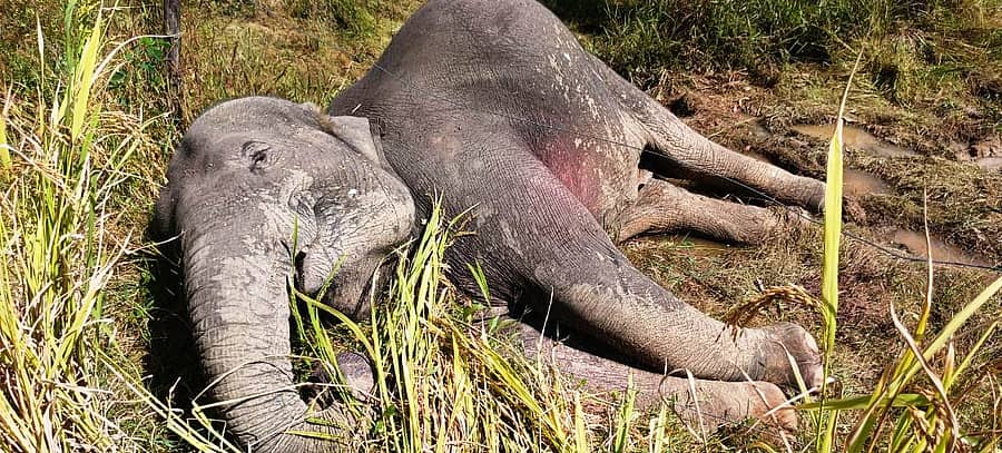 ಖಾನಾಪುರ ತಾಲ್ಲೂಕಿನ ಸುಳ್ಳೇಗಾಳಿ ಗ್ರಾಮದ ಬಳಿ ಇರುವ ಕೃಷಿಭೂಮಿಯಲ್ಲಿ ಭಾನುವಾರ ಪತ್ತೆಯಾದ ಕಾಡಾನೆ ಕಳೇಬರ