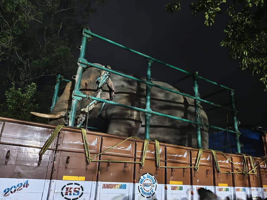 <div class="paragraphs"><p>ಸೆರೆಯಾದ&nbsp;ಆನೆ</p></div>