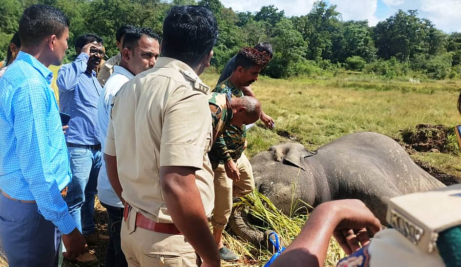 ಖಾನಾಪುರ ತಾಲ್ಲೂಕಿನ ಸುಳ್ಳೆಗಾಳಿ ಬಳಿ ಕಾಡಾನೆಗಳು ಮೃತಪಟ್ಟ ಸ್ಥಳಕ್ಕೆ ಹಿರಿಯ ಅಧಿಕಾರಿಗಳು ಭೇಟಿ ನೀಡಿ ಪರಿಶೀಲಿಸಿದರು