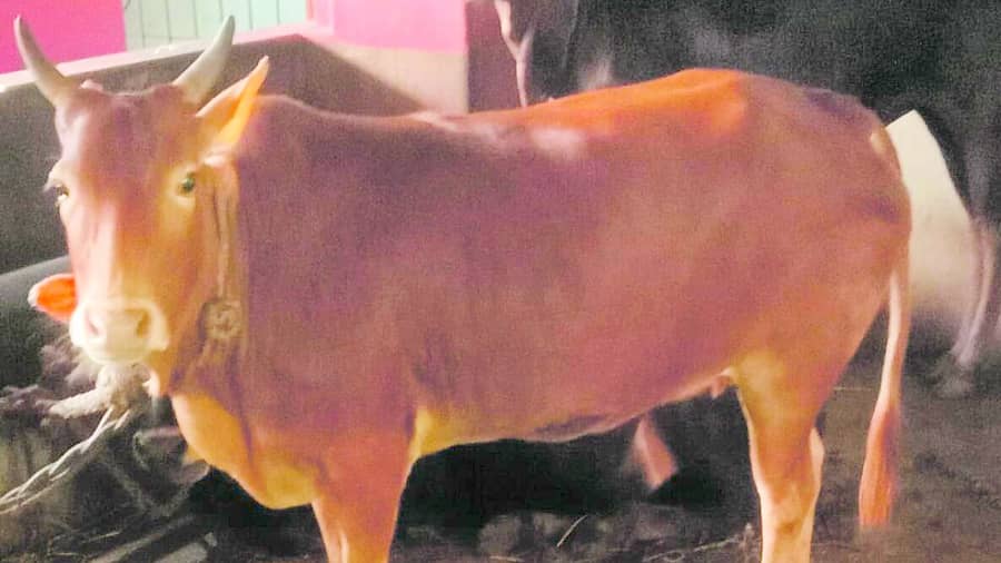 <div class="paragraphs"><p>ಮಲೆನಾಡು ಗಿಡ್ಡ ತಳಿಯ ರಾಸು</p></div>