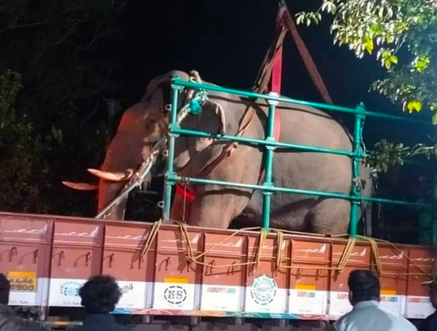 ಕೆರೆಗದ್ದೆಯಲ್ಲಿ ಇಬ್ಬರು ರೈತರನ್ನು ಕೊಂದು ಹಾಕಿ ಕುದುರೆಮುಖದ ಭಗವತಿ ಅರಣ್ಯದಲ್ಲಿ ಬೀಡು ಬಿಟ್ಟಿದ್ದ ಕಾಡಾನೆಯನ್ನು ಭಾನುವಾರ ರಾತ್ರಿ ಸೆರೆ ಹಿಡಿಯಲಾಯಿತು