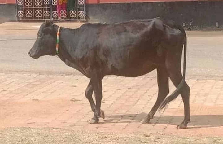 <div class="paragraphs"><p>ಮಲೆನಾಡು ಗಿಡ್ಡ ತಳಿಯ ರಾಸು</p></div>