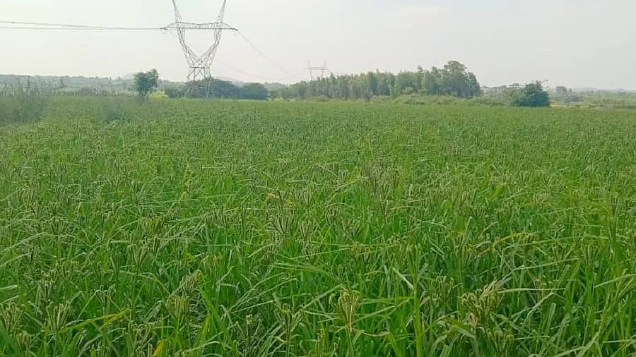 ಕೋಲಾರ ಜಿಲ್ಲೆಯಲ್ಲಿ ಕಟಾವಿಗೆ ಸಿದ್ಧವಾಗುತ್ತಿರುವ ರಾಗಿ ಬೆಳೆ