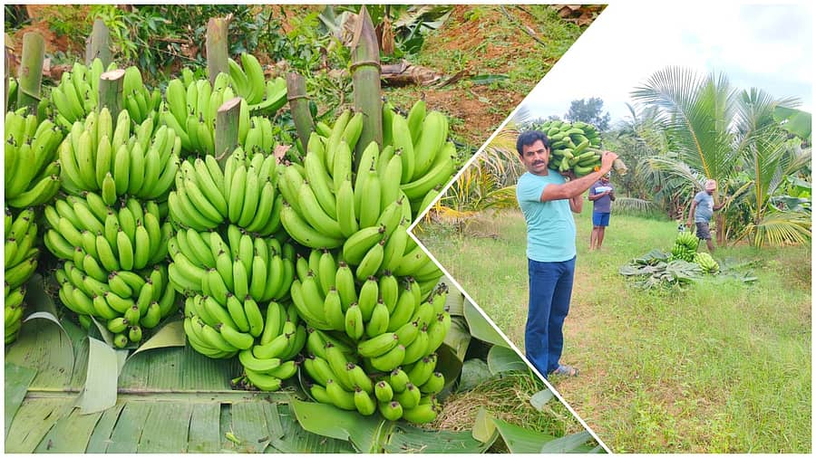 <div class="paragraphs"><p>ರೈತ ನರಸಿಂಹಮೂರ್ತಿ ಬೆಳೆ ಪಚ್ಚ ಬಾಳೆ ಕೊನೆ ತೋರಿಸುತ್ತಿರುವುದು</p></div>