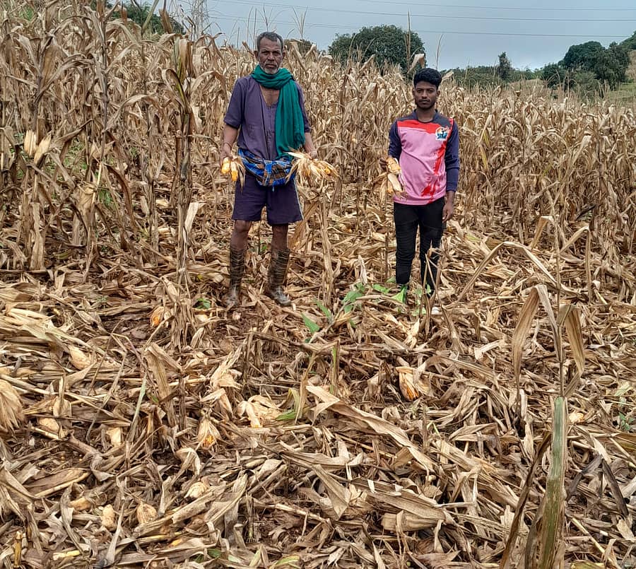 ಕಲಘಟಗಿ ತಾಲ್ಲೂಕಿನ ಗಳಗಿ ಹುಲಕೊಪ್ಪ ಗ್ರಾಮದ ರೂಸ್ತುಮಸಾಬ್ ದಾದೇಸಾಬ್ ತೇರಗಾಂವ ರೈತರ ಜಮೀನಿನಲ್ಲಿ ಕೊಯ್ಲಿಗೆ ಬಂದಿದ್ದ ಮೆಕ್ಕೆಜೋಳದ ತೆನೆಯನ್ನು ಕಾಡು ಹಂದಿಗಳು ತಿಂದು ಹಾಕಿರುವುದು