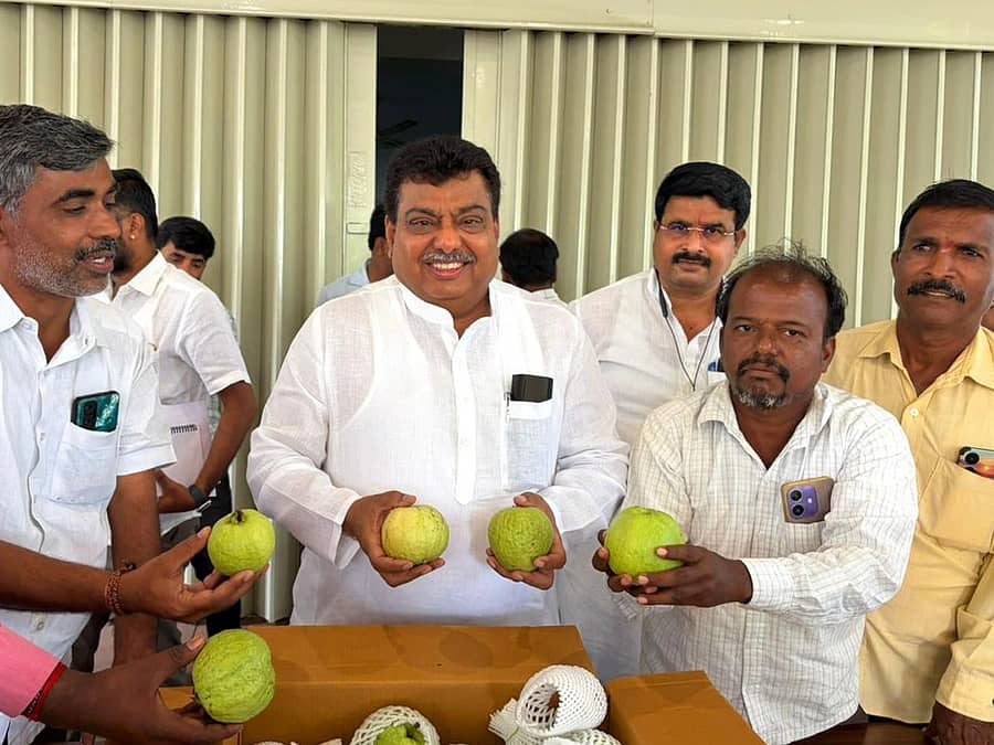 ತಿಕೋಟಾ ತಾಲ್ಲೂಕಿನ ಬಾಬಾನಗರದ ಪ್ರಗತಿಪರ ರೈತ ಸಿದ್ರಾಮೇಶ್ವರಗೌಡ ಬಿರಾದಾರ ಅವರು ತಮ್ಮ ತೋಟದಲ್ಲಿ ಬೆಳೆದ ರೆಡ್ ಡೈಮಂಡ್ ತಳಿಯ ಪೇರಲ ಹಣ್ಣನ್ನು ಸಚಿವ ಎಂ.ಬಿ. ಪಾಟೀಲ ಅವರಿಗೆ ಉಡುಗೊರೆಯಾಗಿ ನೀಡಿದರು