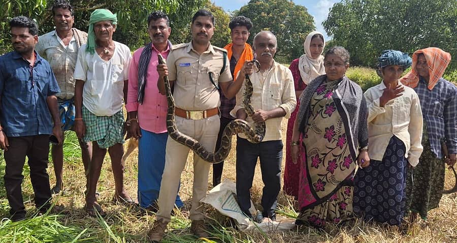 ಮುಂಡಗೋಡ ತಾಲ್ಲೂಕಿನ ಹಳ್ಳದಮನೆ ಬಳಿಯ ಭತ್ತದ ಗದ್ದೆಯಲ್ಲಿ ಕಾಣಿಸಿಕೊಂಡ ಹತ್ತು ಅಡಿ ಉದ್ದದ ಹೆಬ್ಬಾವು ರಕ್ಷಣೆ ಮಾಡಿದ ಗಸ್ತುವನಪಾಲಕ ಮುತ್ತುರಾಜ ಹಳ್ಳಿ