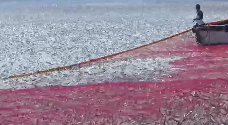 <div class="paragraphs"><p>ದೋಣಿಗಳಿಗೆ ಸಿಕ್ಕ ಭರಪೂರ ತಾರ್ಲೆ ಮೀನು</p></div>