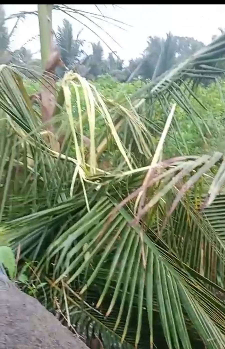 ಹಾರೋಹಳ್ಳಿ ತಾಲ್ಲೂಕಿನ ಕಲ್ಲನಕುಪ್ಪೆ ಗ್ರಾಮದಲ್ಲಿ ಕಾಡನೆಗಳು ದಾಳಿ ನಡೆಸಿ ತೆಂಗಿನ ಸಸಿ ನಾಶ ಪಡಿಸಿರುವುದು